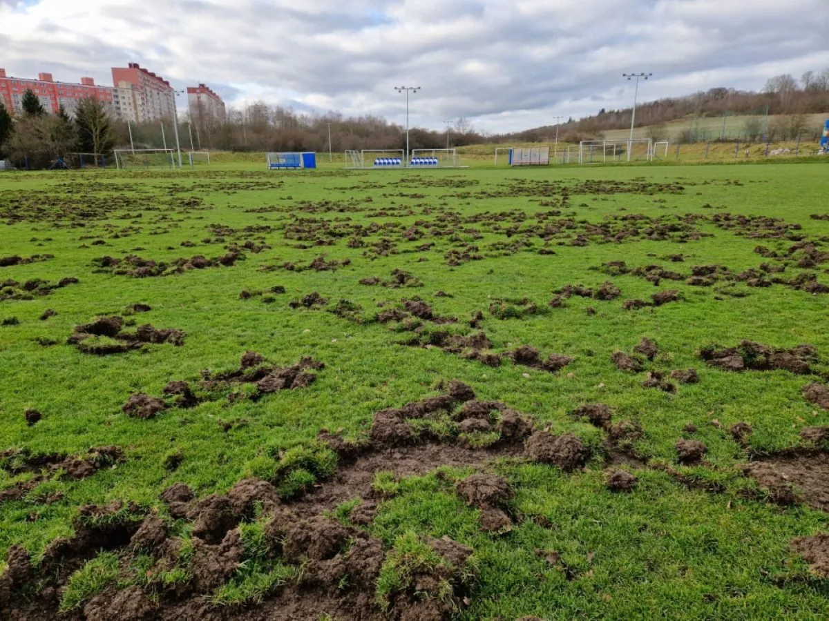 Takto zlikvidovali divočáci v Plzni povrch fotbalového hřiště.  Oprava zdevastované plochy a zabezpečení proti opětovnému poškození divokými prasaty se vyšplhala na celkem šest milionů korun.