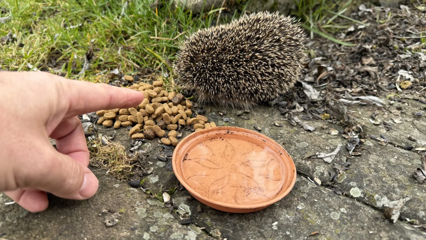 O probuzeného ježka už je postaráno
