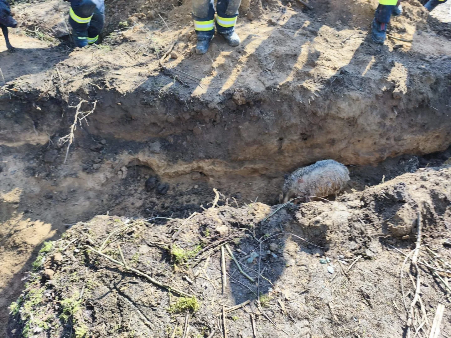 Přežil i jezevec