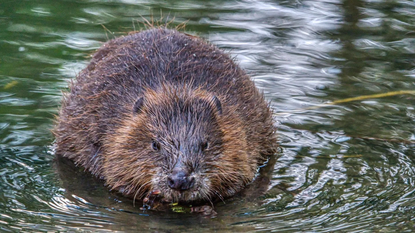 Mokřad vznikl v důsledku činnosti bobra. Území už se díky úpravám nebude rozšiřovat