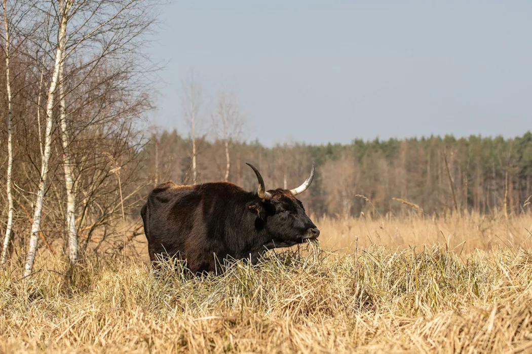 Rezervace Janovský mokřad u D5 za Plzní láká na pratury, divoké koně a ptáky