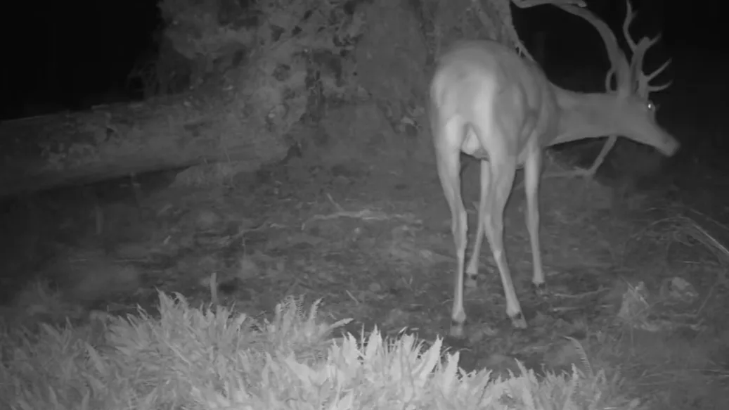 Vyvrácený smrk přilákal nejen vlka, rysa, tetřeva a jeleny. Úchvatné záběry ze Šumavy