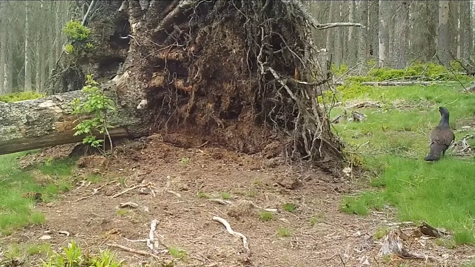 Vyvrácený smrk přilákal nejen vlka, rysa, tetřeva a jeleny. Úchvatné záběry ze Šumavy