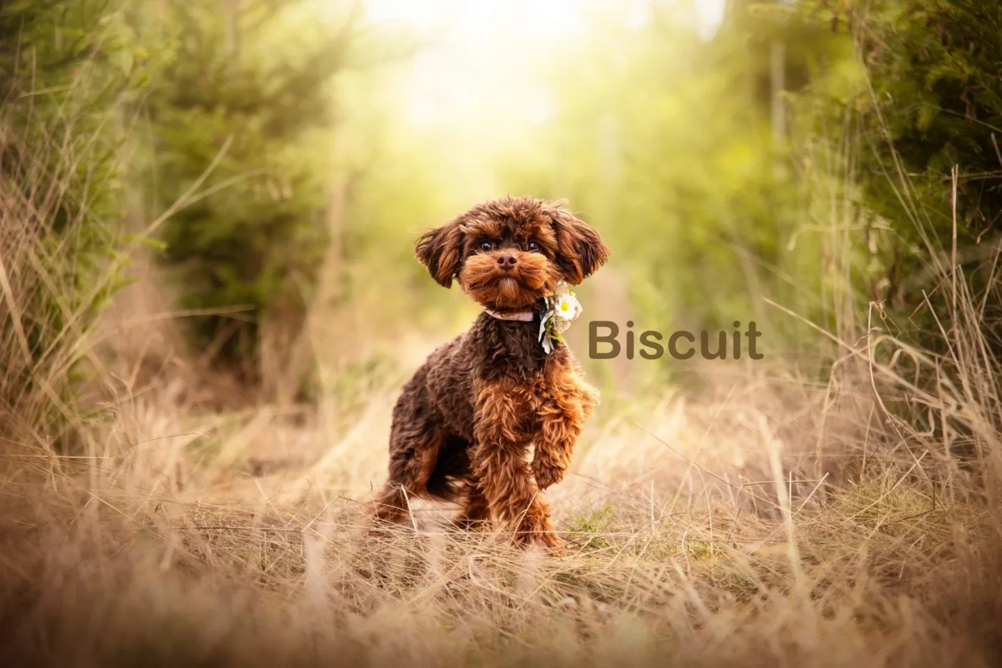 Roční fenečky z otřesných podmínek už vyhlížejí nové domovy, jsou opatrné ale přítulné