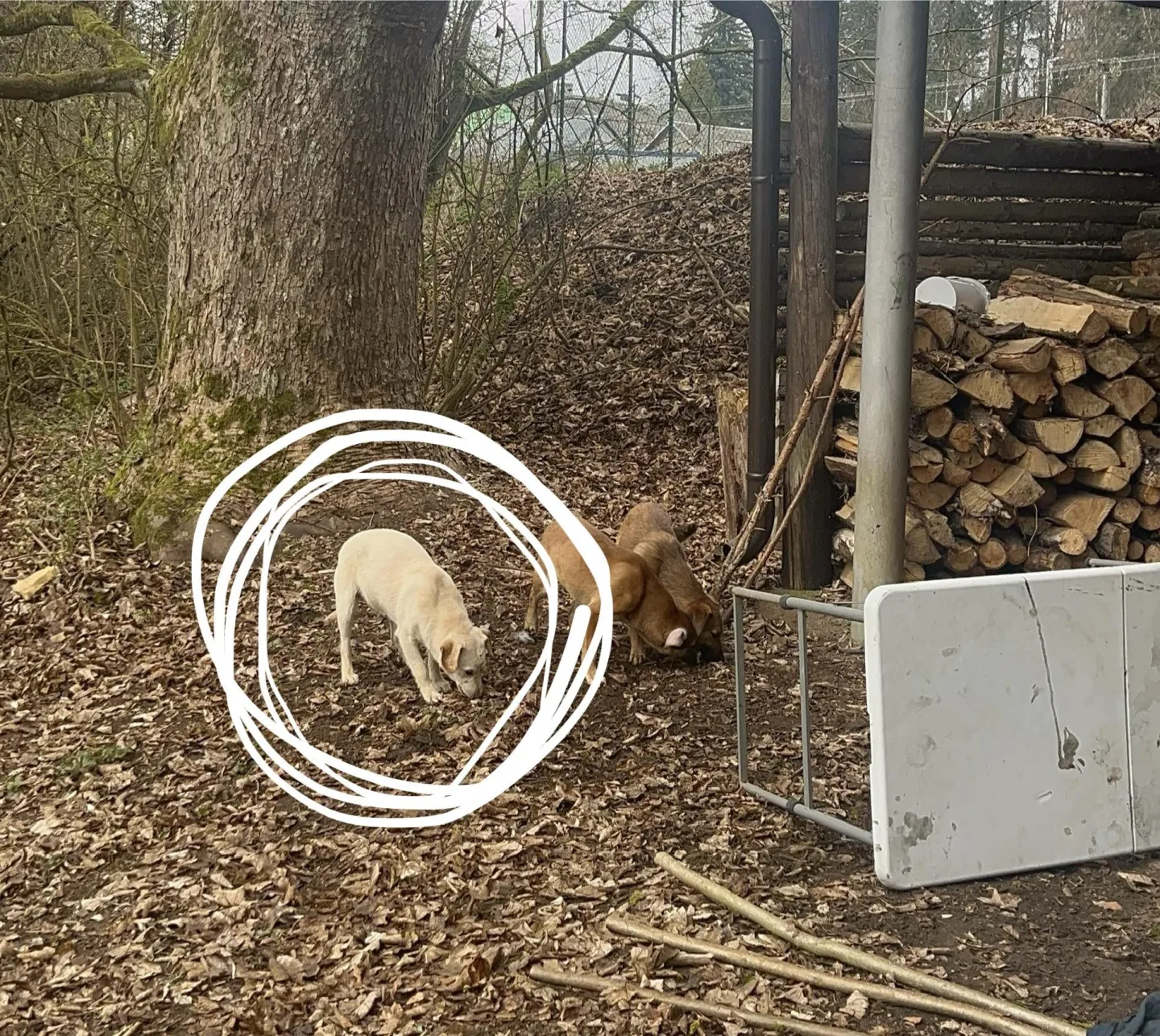 Poslední ze psů, kterého se nepodařilo odchytit: foto: Gabriela Jägerová