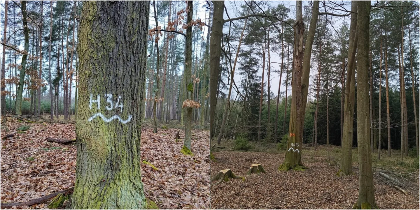 Staré a poškozené stromy zůstanou v městských lesích jako útočiště pro živočichy