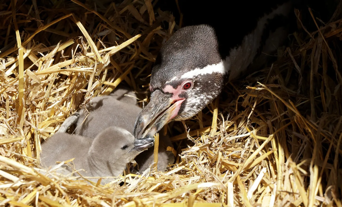 Návštěvníci zoologické zahrady se mohou kochat pohledem na malinké tučňáky