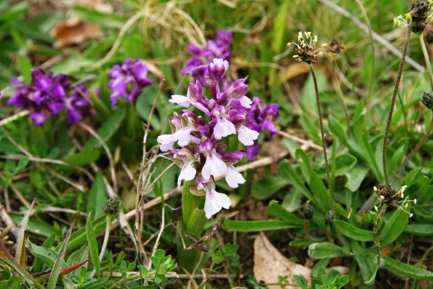 Foto: Jiří Brabec, Česká botanická společnost