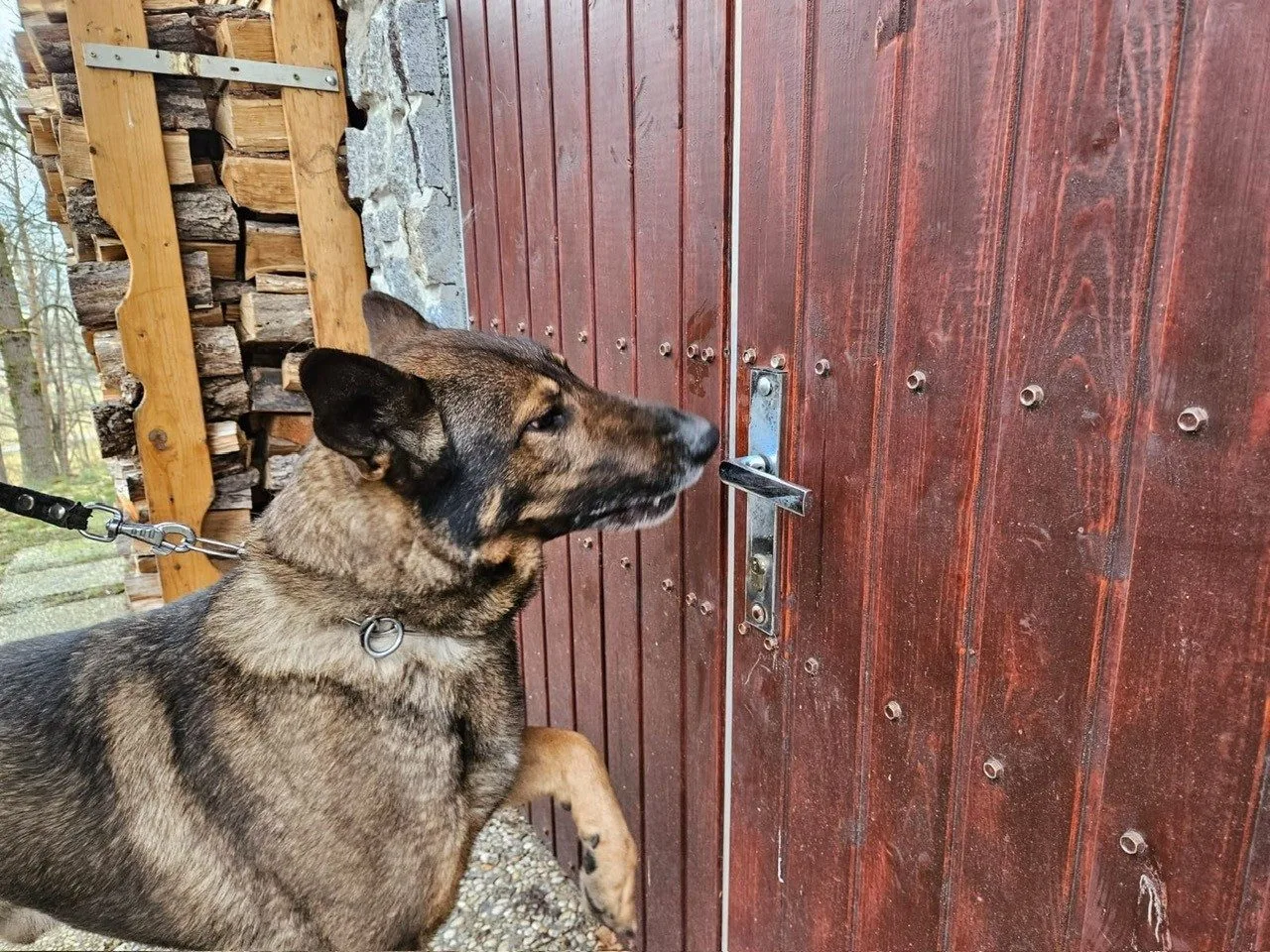 Služebního psa Maca napadlo divoké prase, odhodilo ho do železničního kolejiště