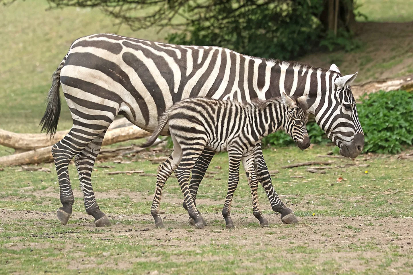 Babyboom v zoologické zahradě, po tučňácích přišla na svět vzácná zebra