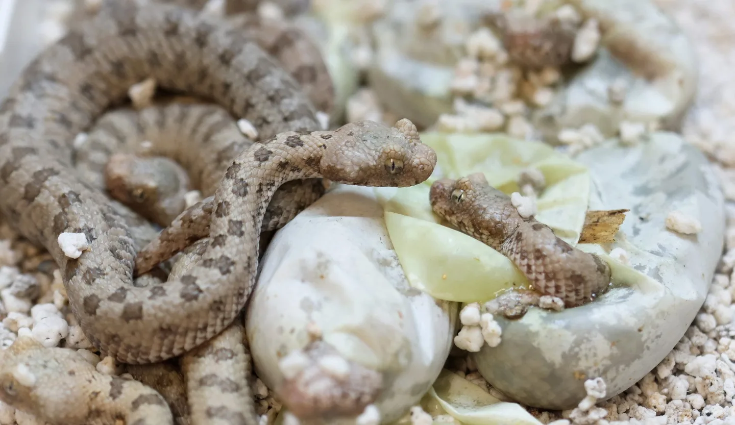 Zoo získala prestižní ocenění, jako první na světě odchovala zmije s pavoukem na ocasu