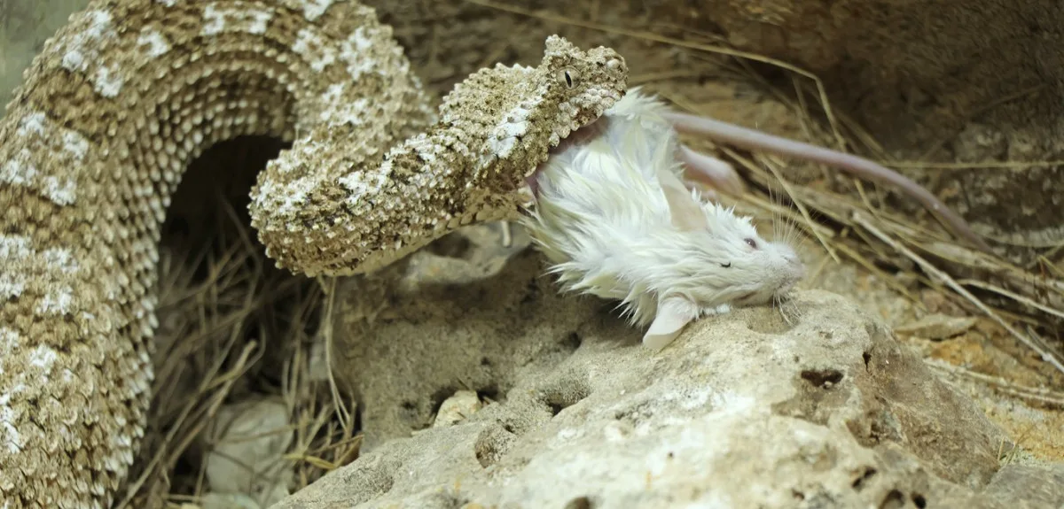 Zoo získala prestižní ocenění, jako první na světě odchovala zmije s pavoukem na ocasu