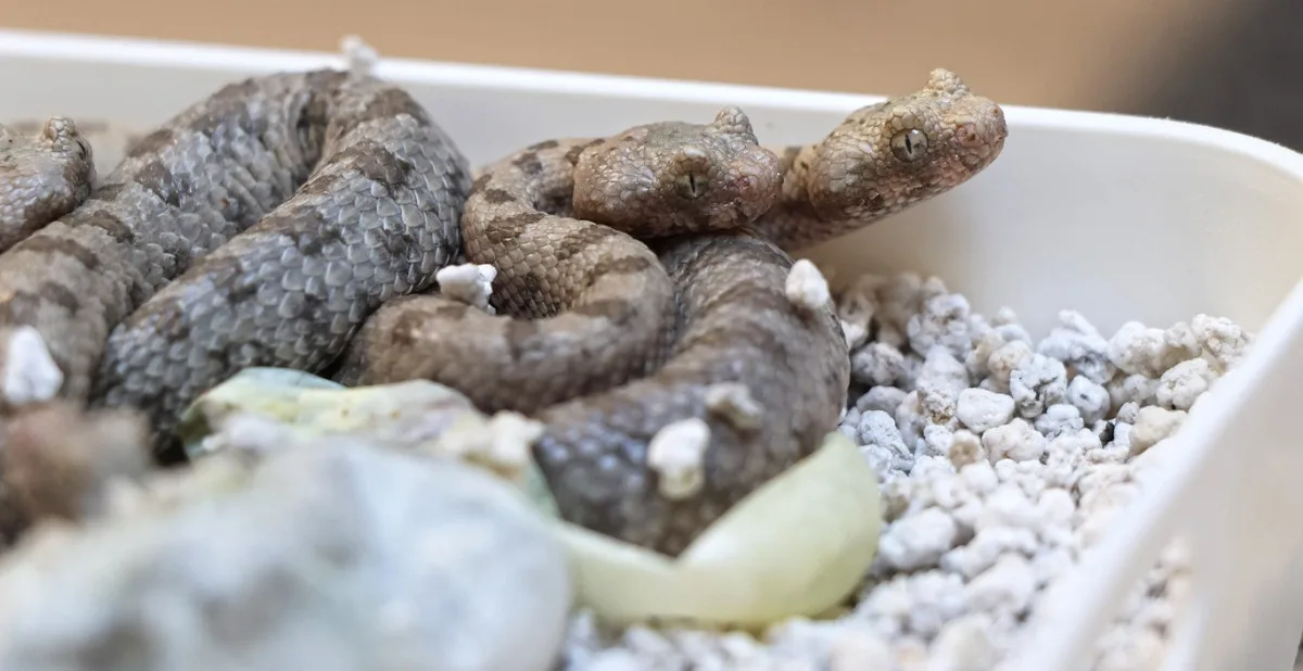 Zoo získala prestižní ocenění, jako první na světě odchovala zmije s pavoukem na ocasu