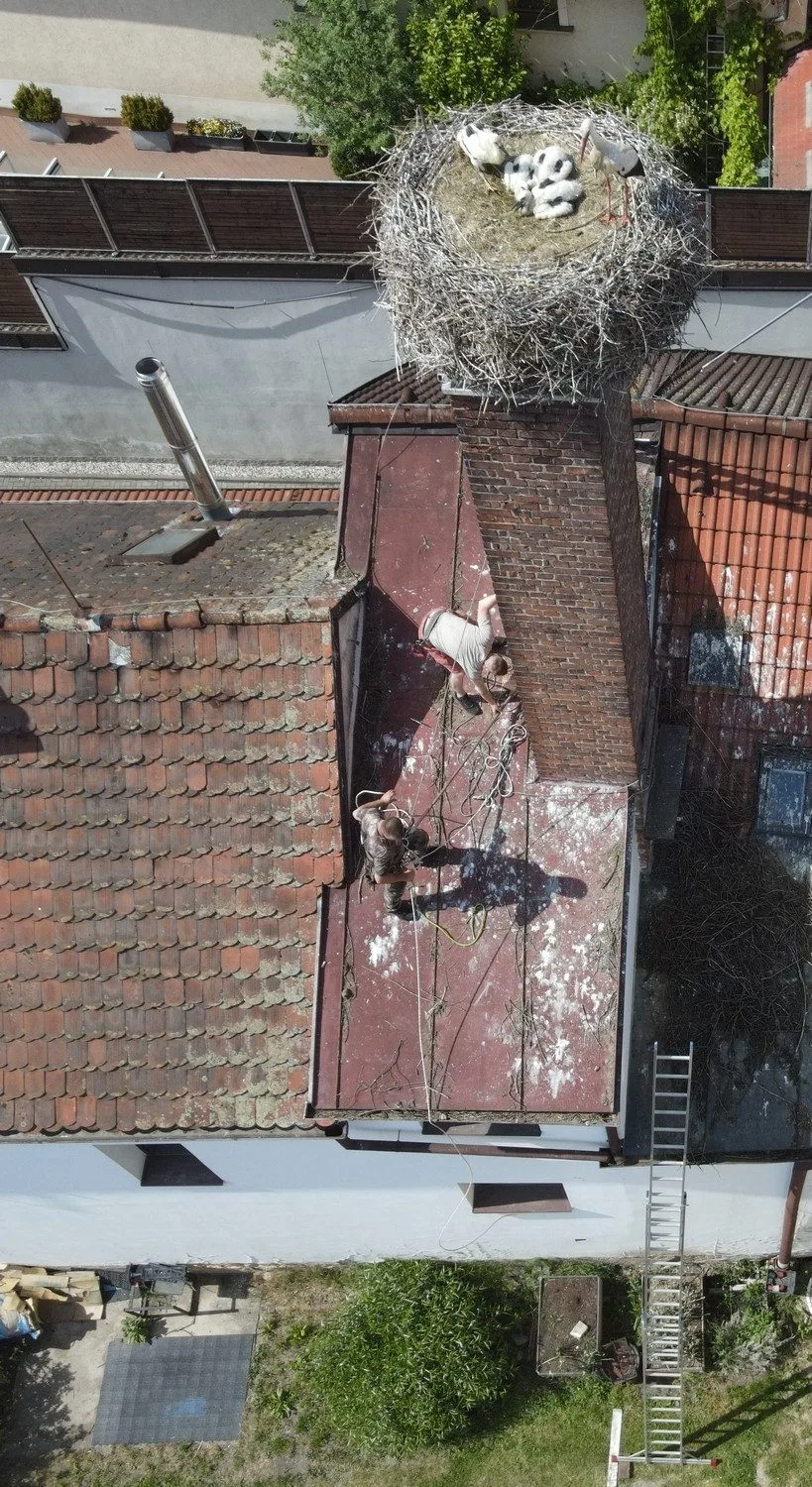 Adopce na hnízdě v Dobřanech