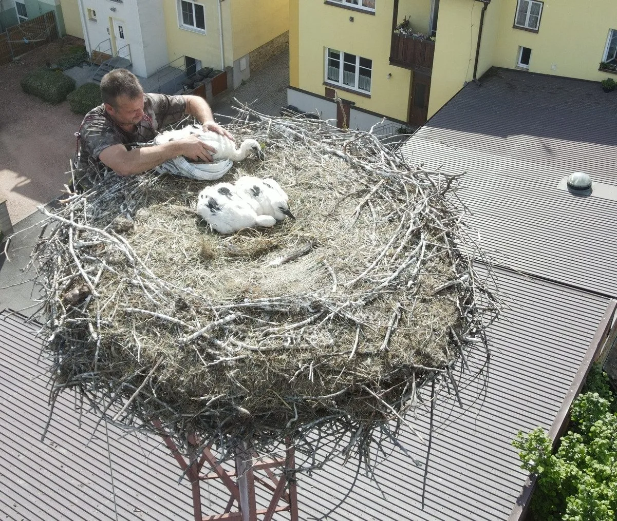 Adopce na hnízdě v Chotěšově