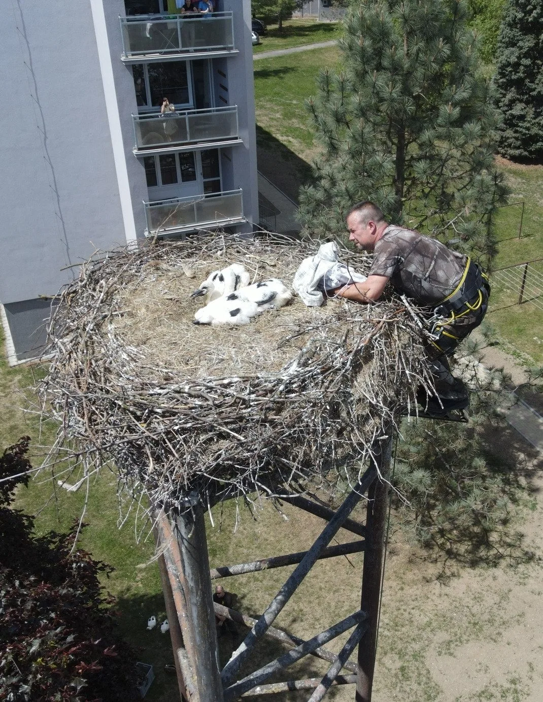Adopce na hnízdě v horšovském Týně