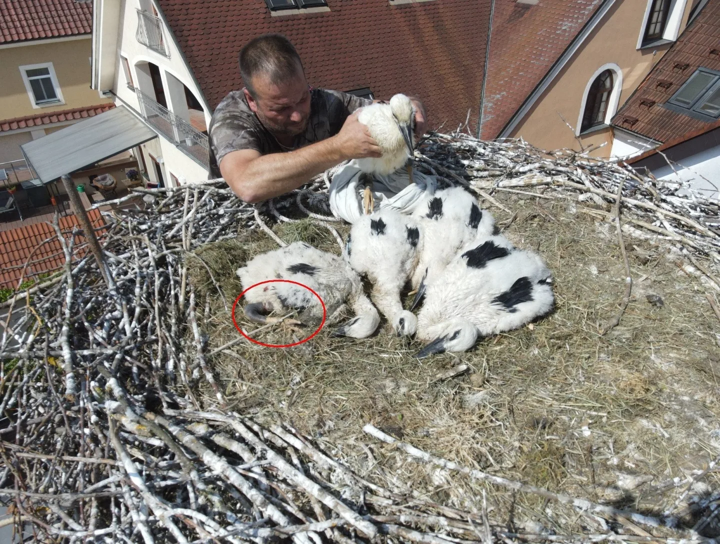 Adopce na hnízdě v Dobřanech. Kroužek označuje zraněné mládě