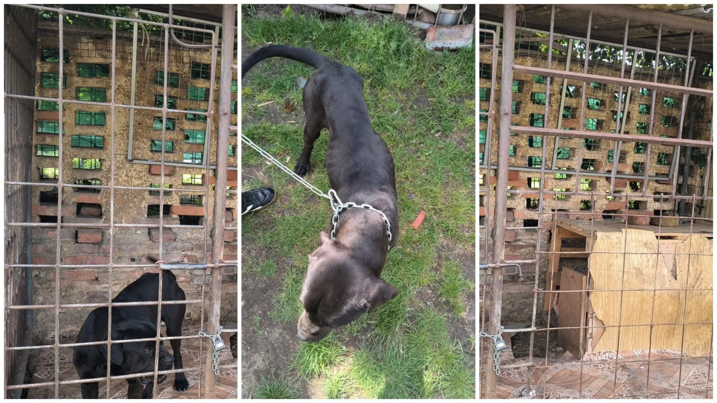 Pohublé štěně živořilo v rozpadajícím se kotci. Veterináři odebrali i další zvířata
