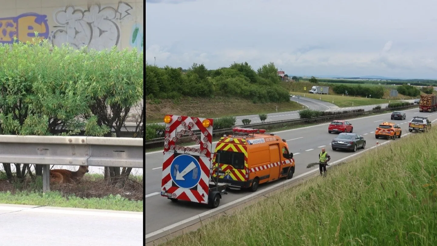 Dramatická záchranná akce na dálnici D5. Zraněného daňka lovili mezi svodidly