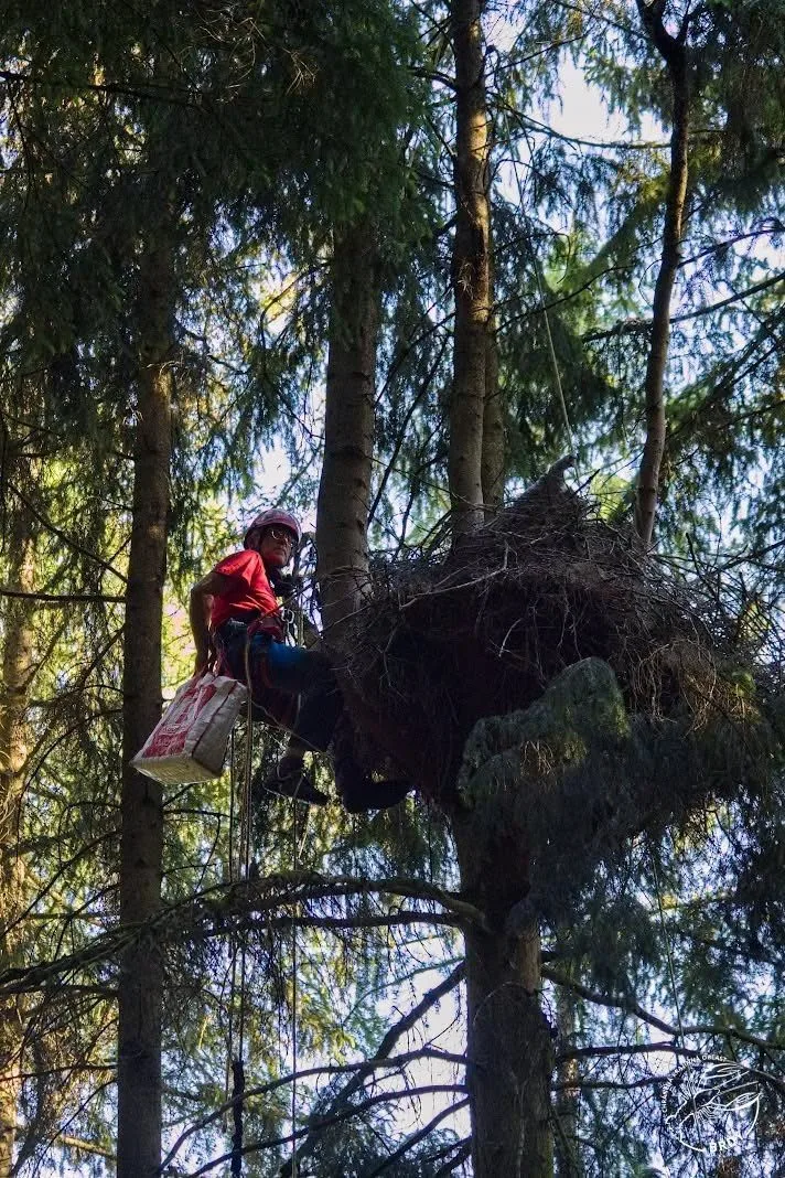 Přírodovědci kroužkují silně ohrožené čápy černé, hnízda staví v hluboko v lesích