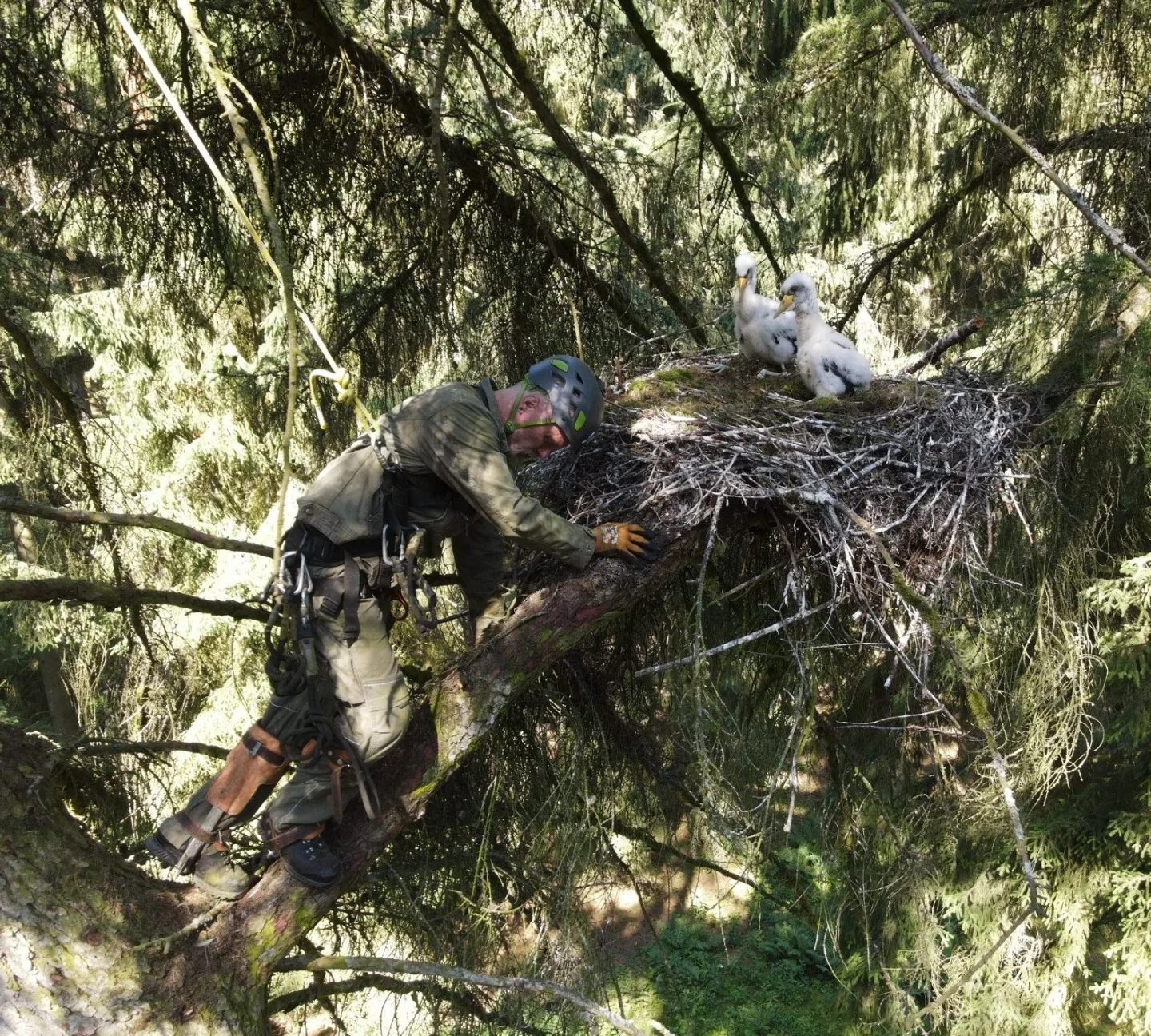 Přírodovědci kroužkují silně ohrožené čápy černé, hnízda staví v hluboko v lesích