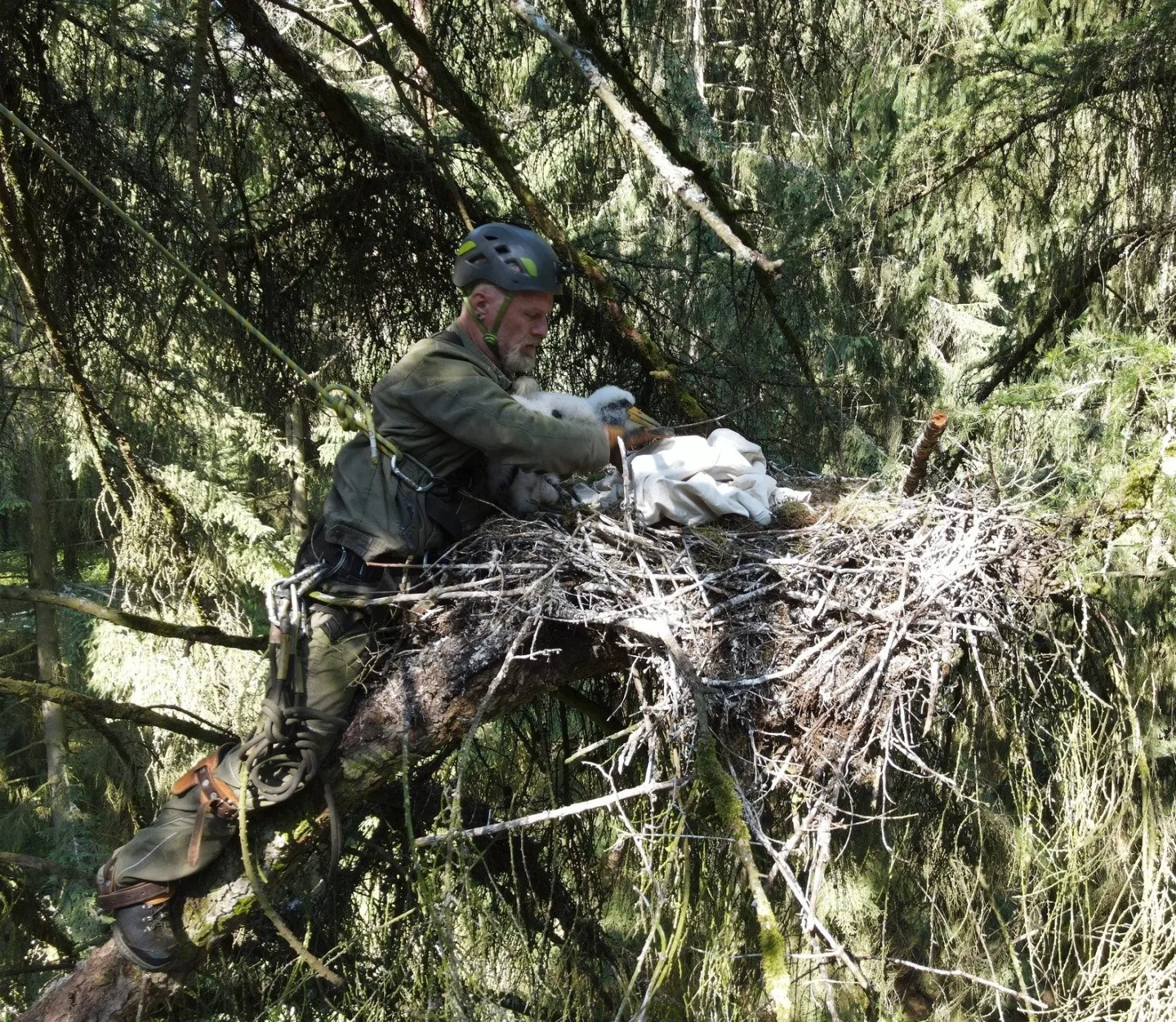 Kroužkování čápů černých na hnízdě na Plzeňsku