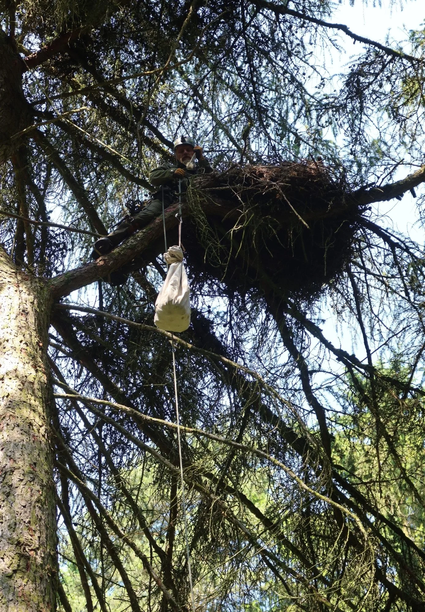 Kroužkování čápů černých na hnízdě na Plzeňsku