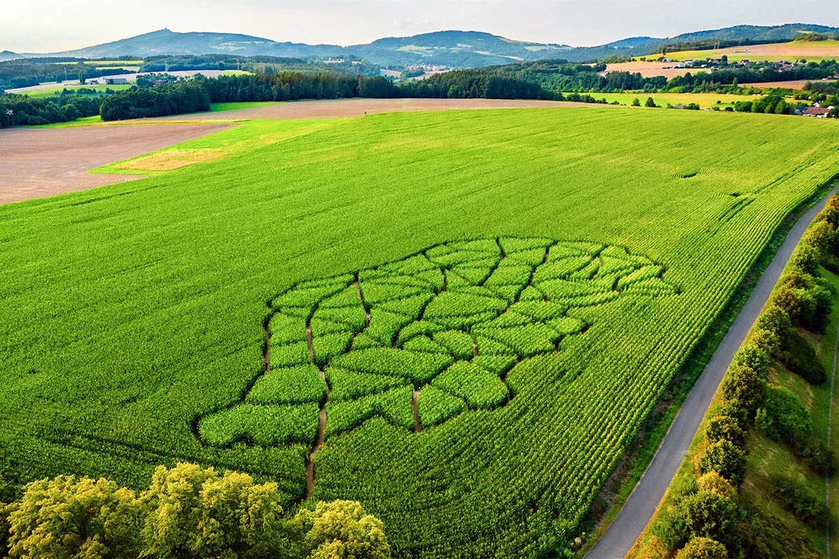 Unikátní bludiště v kukuřici má téměř tři kilometry chodeb a ukrývá řadu hádanek