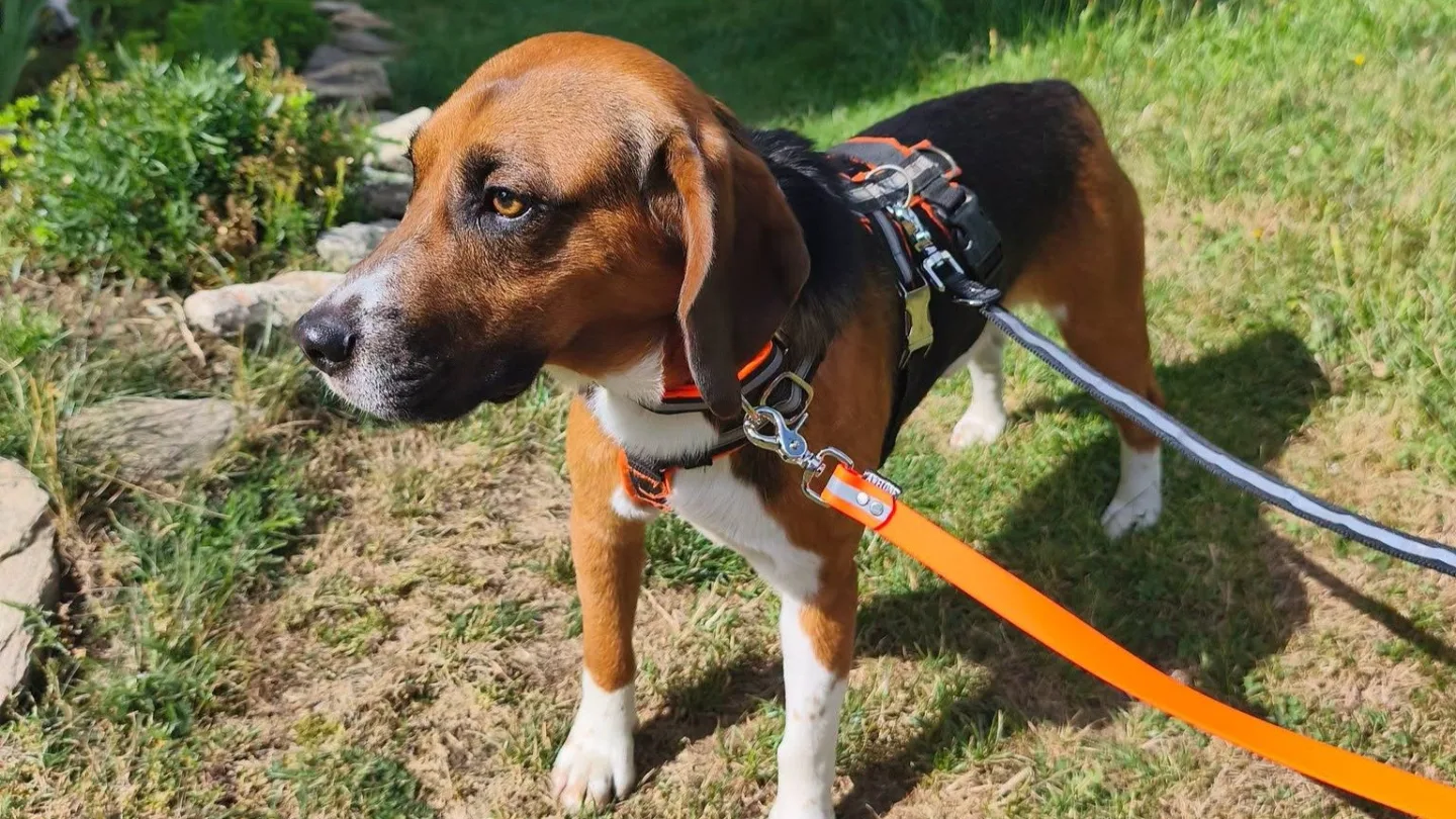 V adopci byl laboratorní bígl pár dní, pak se ztratil. Rozjela se velká pátrací akce