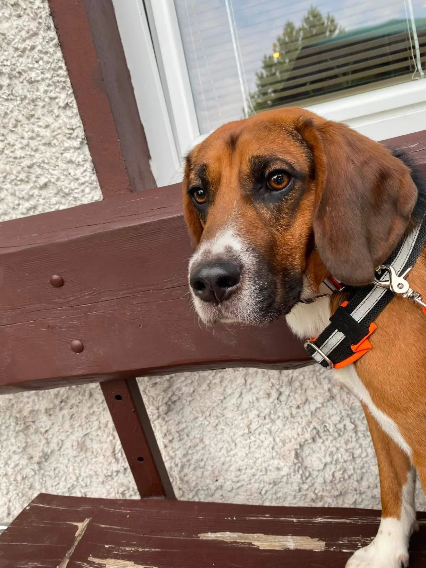 V adopci byl laboratorní bígl pár dní, pak se ztratil. Rozjela se velká pátrací akce