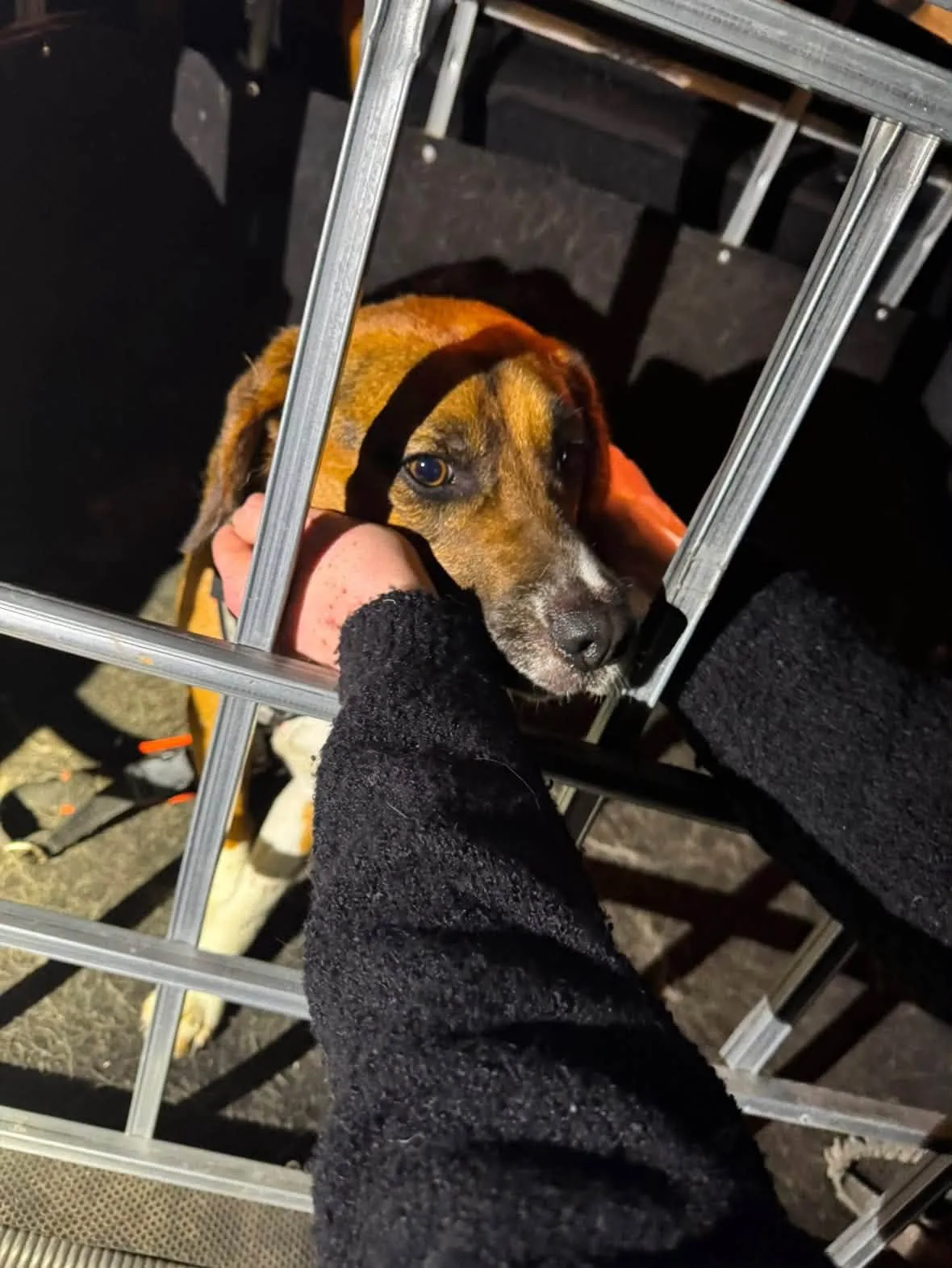 V adopci byl laboratorní bígl pár dní, pak se ztratil. Rozjela se velká pátrací akce