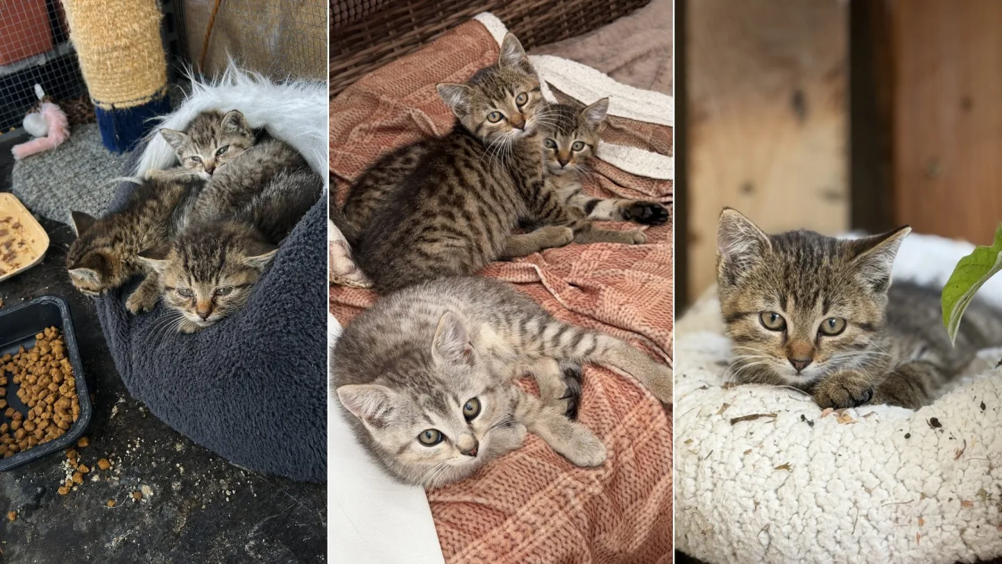 Na první fotografii jsou ještě zubožená koťata krátce po příjezdu k nám domů. Na dalších fotkách už jsou po úspěšné léčbě