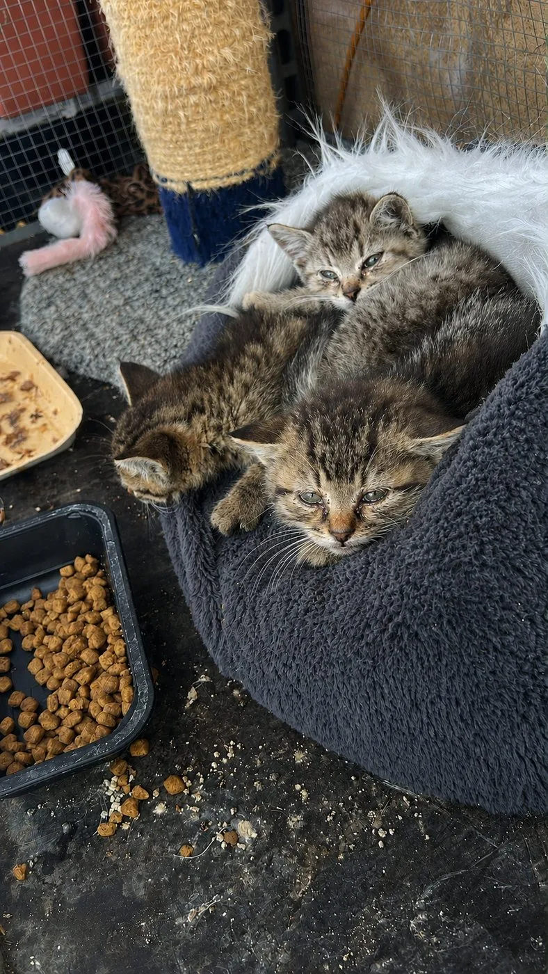 Zachránili jsme tři koťata na pokraji smrti. Pro Suri a Katy teď hledáme nový domov