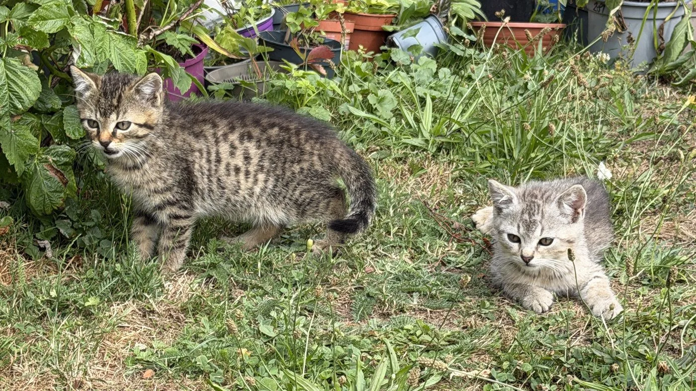 Zachránili jsme tři koťata na pokraji smrti. Pro Suri a Katy teď hledáme nový domov