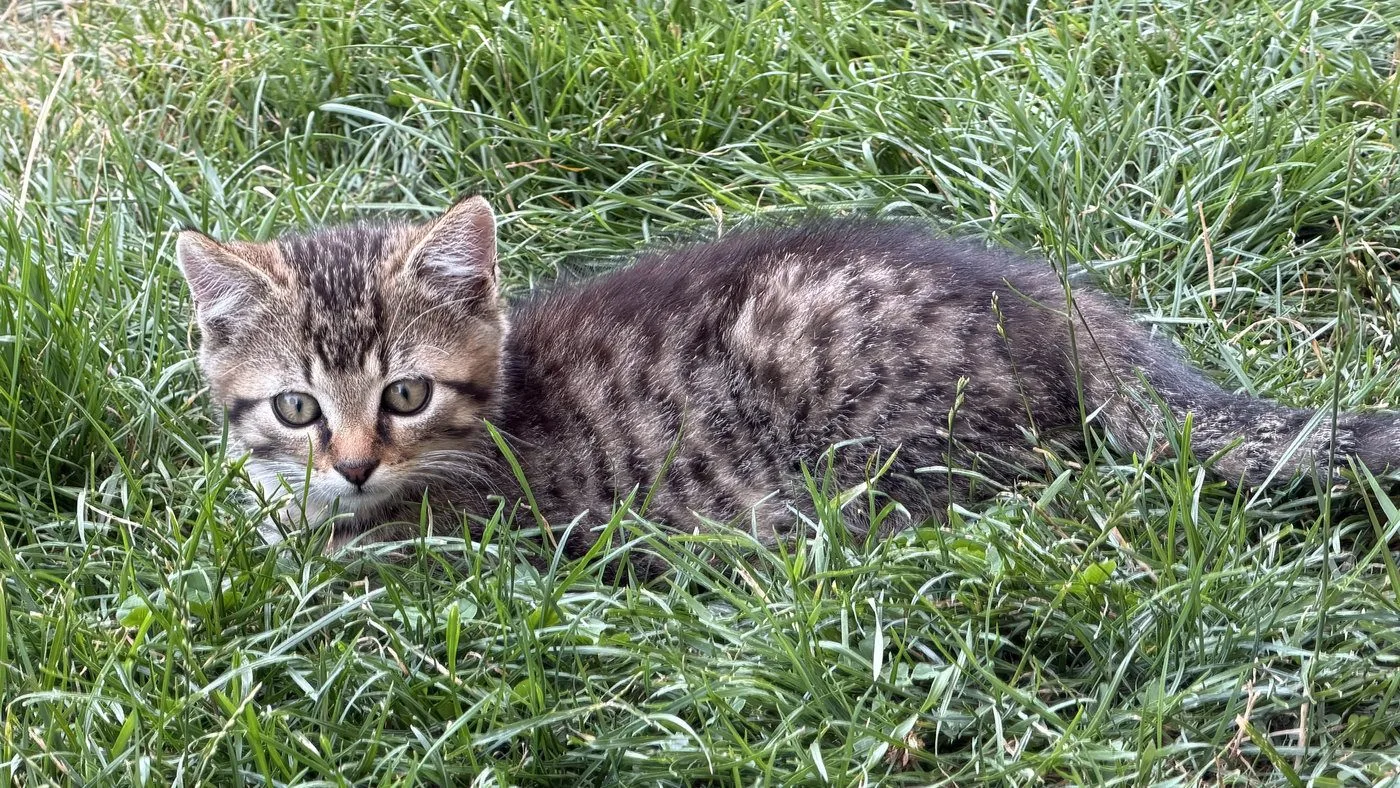 Zachránili jsme tři koťata na pokraji smrti. Pro Suri a Katy teď hledáme nový domov