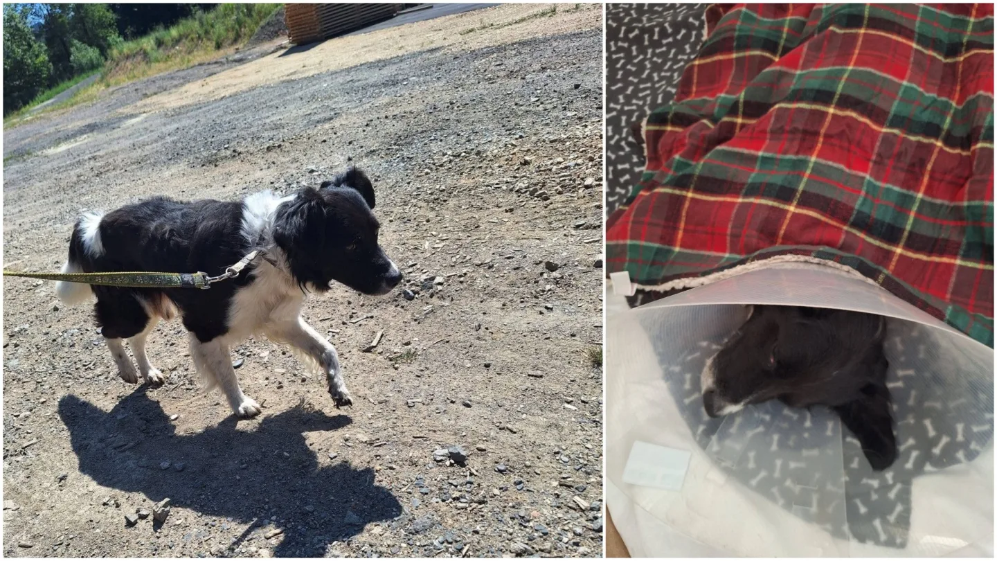 Míša si s páníčkem prožil peklo, veterinární prohlídka odhalila kruté týrání