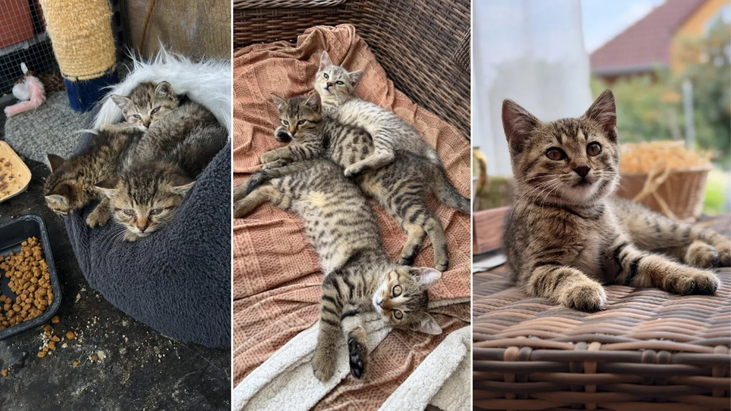 Na první fotografii jsou ještě zubožená koťata krátce po příjezdu k nám domů. Na dalších fotkách už jsou po úspěšné léčbě