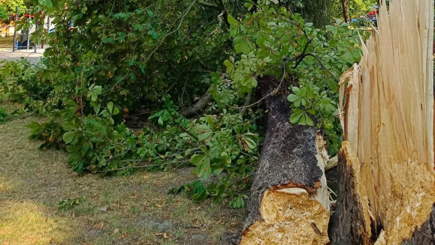 Velký strom se zřítil těsně u dětského hřiště, nedávná kontrola problém neodhalila