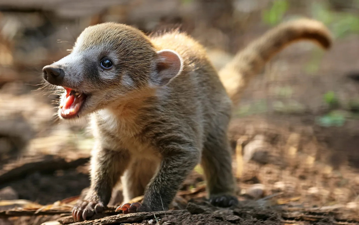 Nosáli bělohubí se poprvé narodili v plzeňské zoo. Matka své potomky přísně střeží