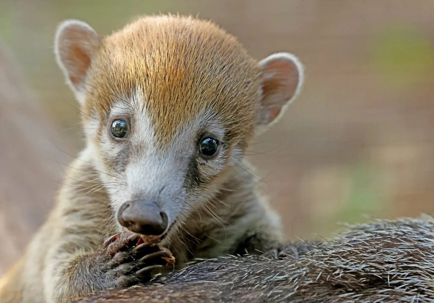 Nosáli bělohubí se poprvé narodili v plzeňské zoo. Matka své potomky přísně střeží