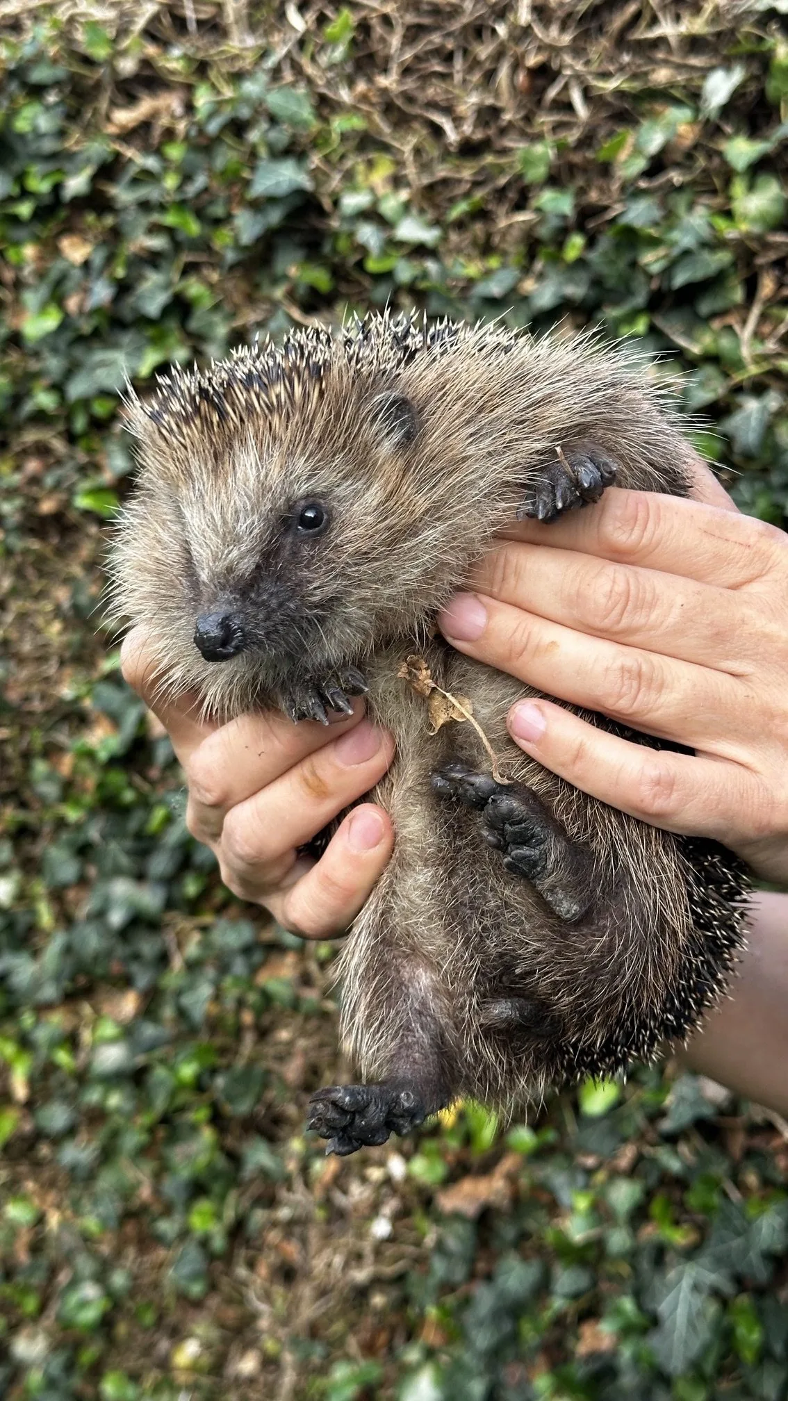 Hysterie kolem ježků. Lidé je už teď zbytečně zachraňují, i když pomoc nepotřebují
