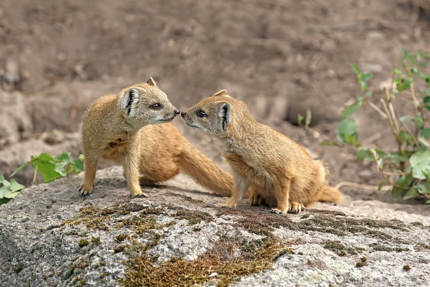 FOTO: Obří dávka roztomilosti. Zoologická zahrada zažívá babyboom