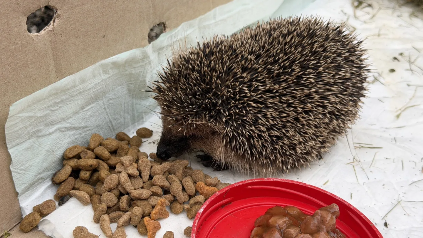 Hysterie kolem ježků. Lidé je už teď zbytečně zachraňují, i když pomoc nepotřebují