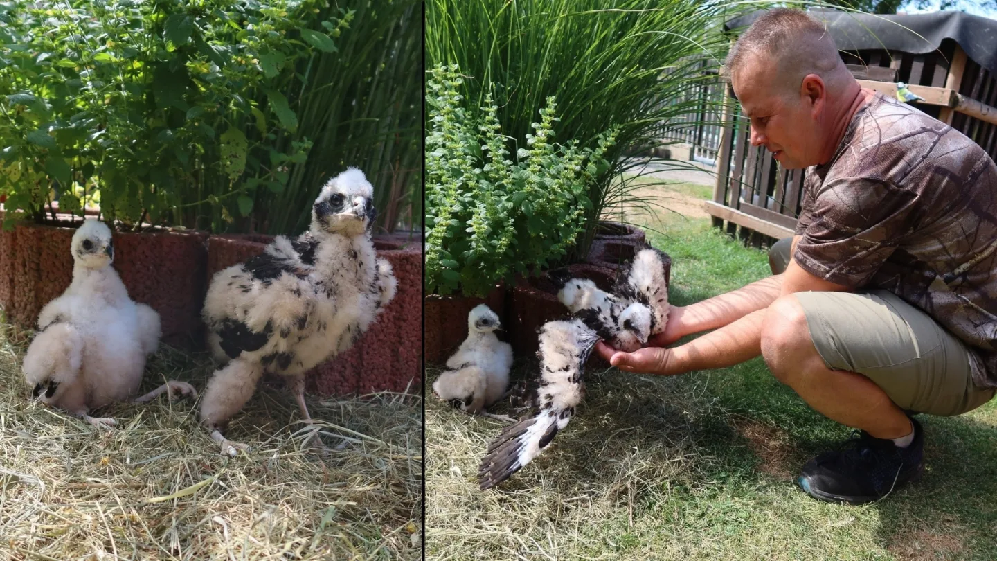 Pomotaní motáci pořádně zamotali hlavy expertům ze záchranné stanice