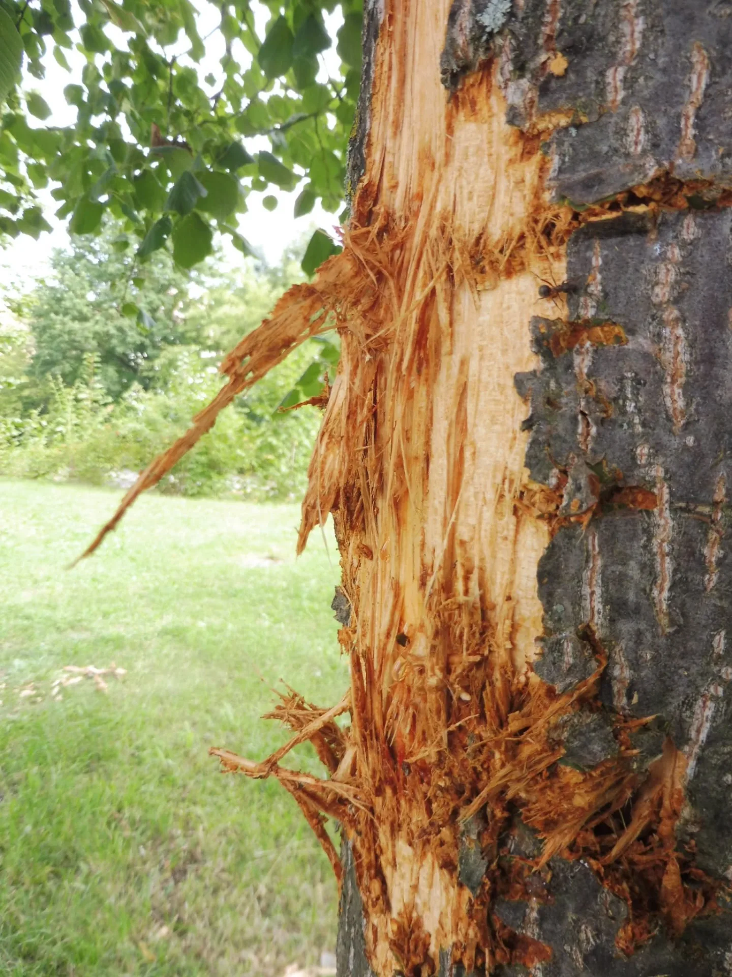 Vandal nenávratně poškodil mladou lípu, město vypsalo odměnu za info o pachateli