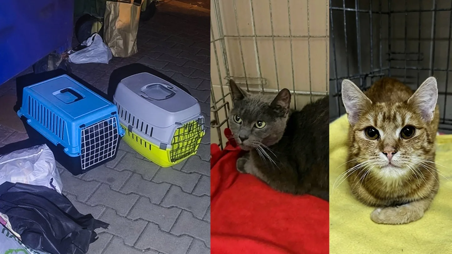 Lidé se zbavují nechtěných koťat jako smetí. Vyhodí je v přepravce u popelnic