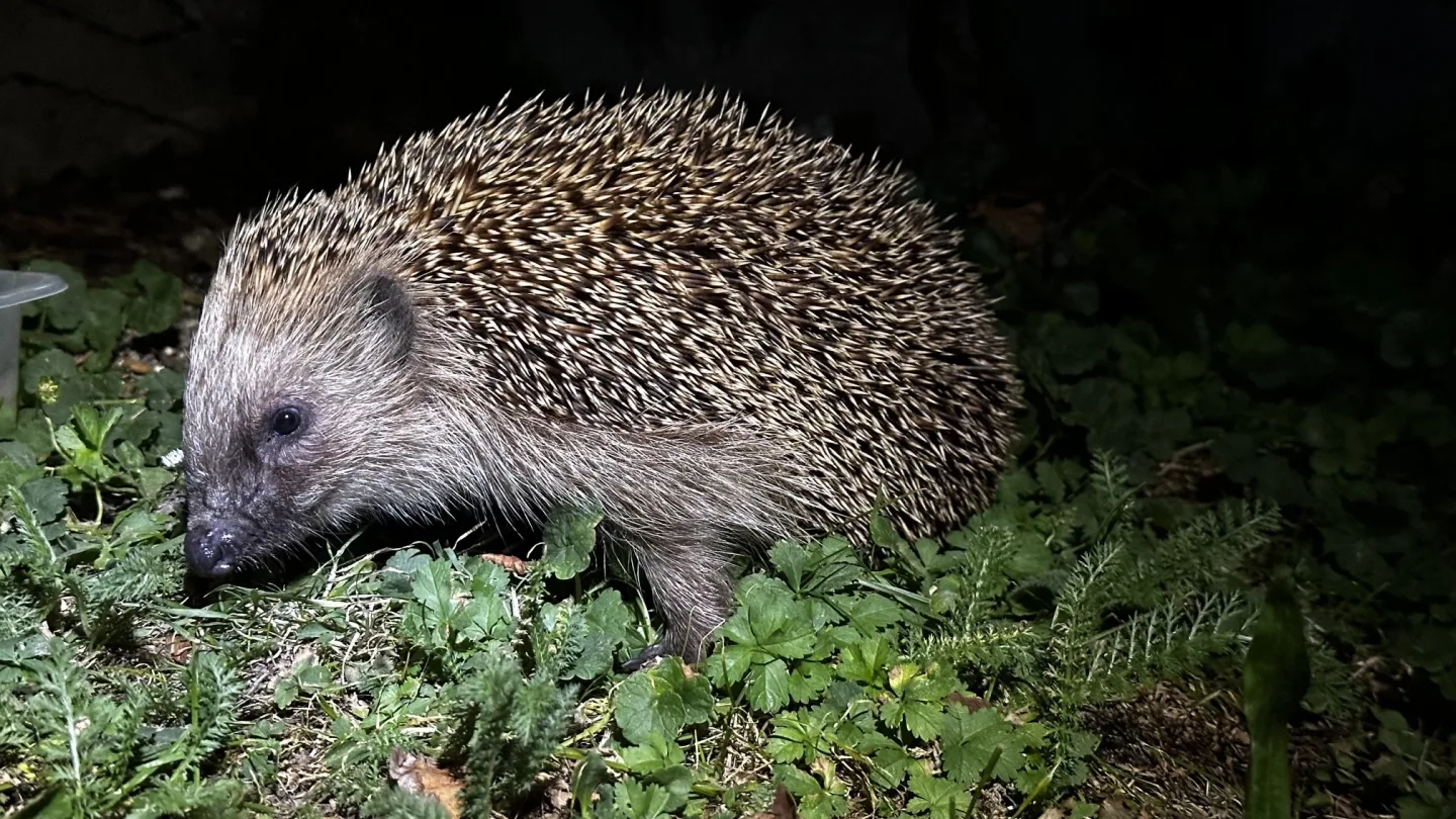Hysterie kolem ježků. Lidé je už teď zbytečně zachraňují, i když pomoc nepotřebují