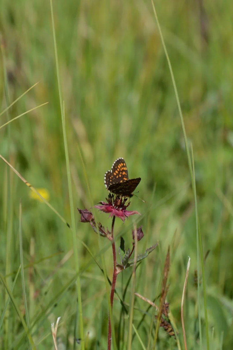 Přírodní památka chrání ohrožené motýly i vzácné orchideje, nově se rozšířila