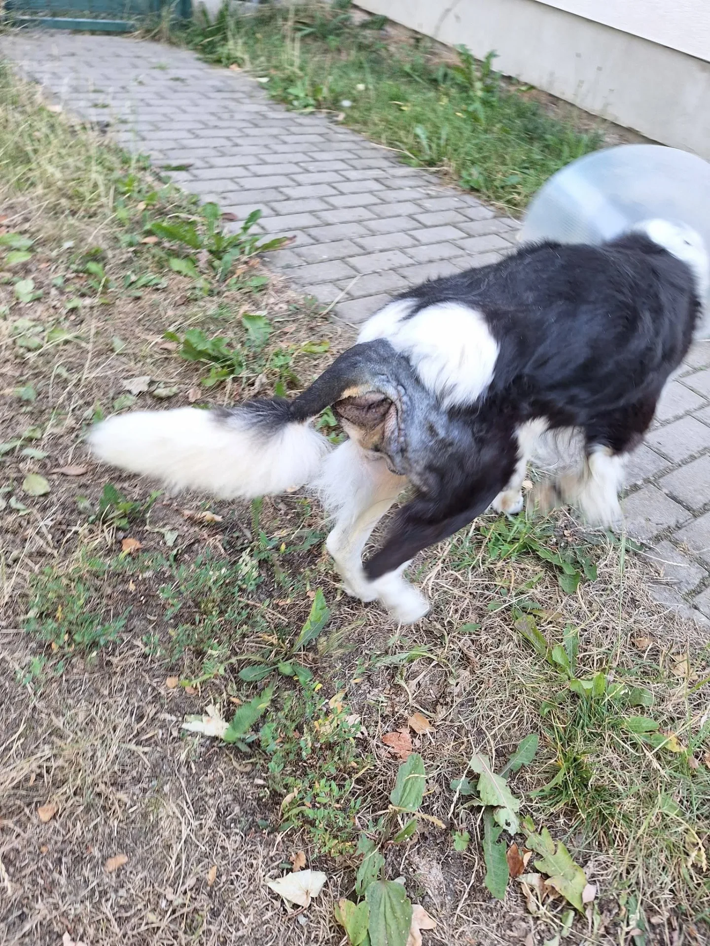 Případ týraného Míši šokoval i odborníky. Pomoci chce spolek na ochranu zvířat