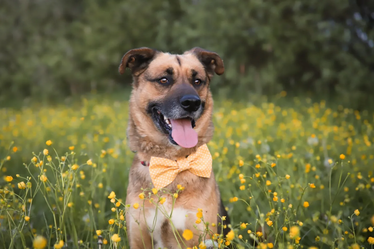Čaky je už devítiletý fešák, foto: Gabriela Jägerová